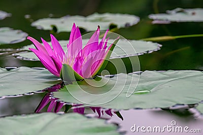 Pink blooming lotus Stock Photo